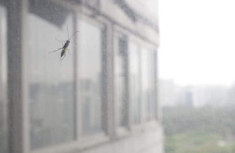How to Sleep With a Mosquito in Your Room? Get Rid of It! Sleep Well Tips